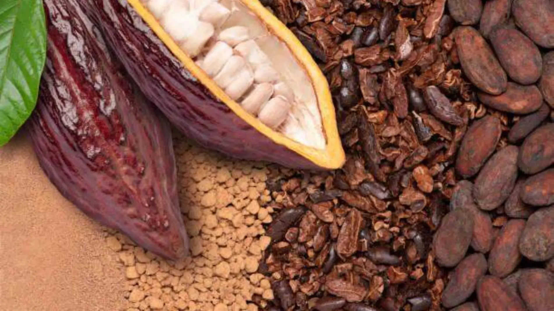 cacao chocolate